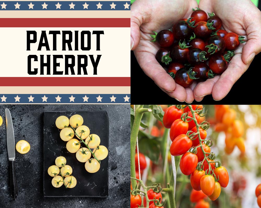 Tomato: Patriot Cherry Mix