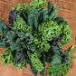 Kale: Patriot Mix