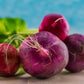 Radish: Purple Plum