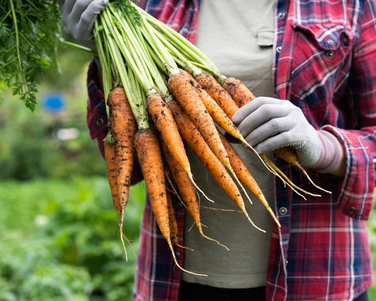 Carrot: Scarlet Nantes *Overstock*