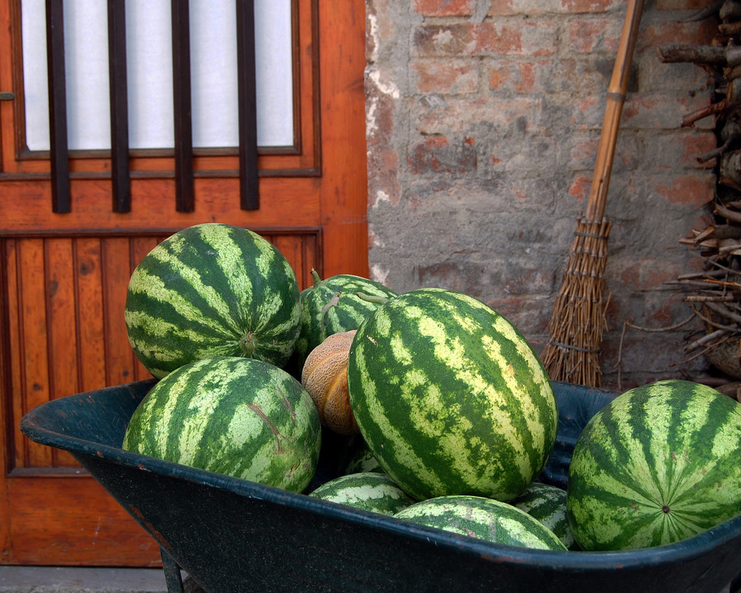 Watermelon: Tendersweet