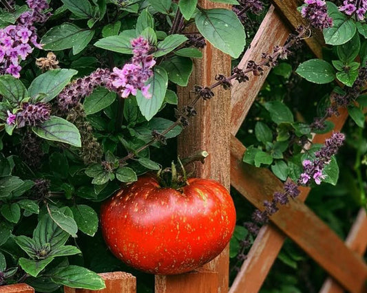 Tomato: Three Musketeers
