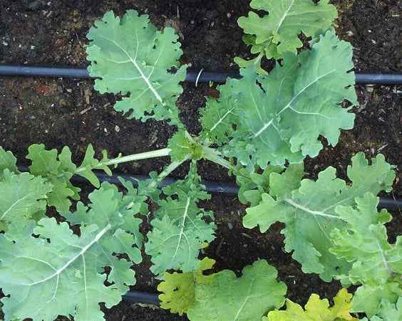 Kale: Tri-colored Mix