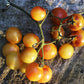 Tomato: Amethyst Cream Cherry