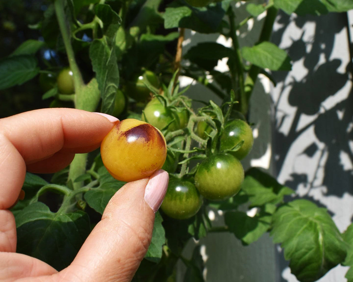 Amethyst Cream Cherry Tomato Seeds - Sweet, Loads Of Fruit, Very Easy To Grow, USA