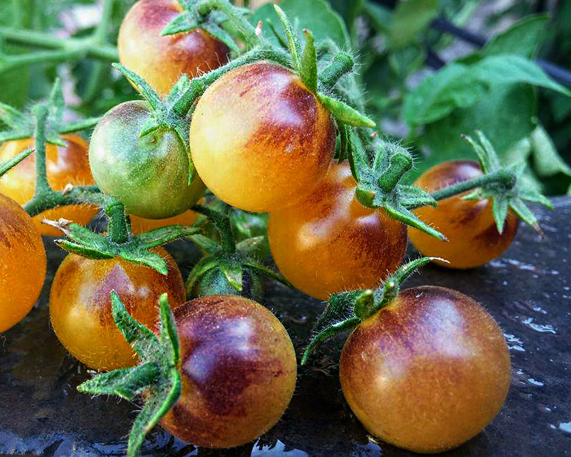 Amethyst Cream Cherry Tomato