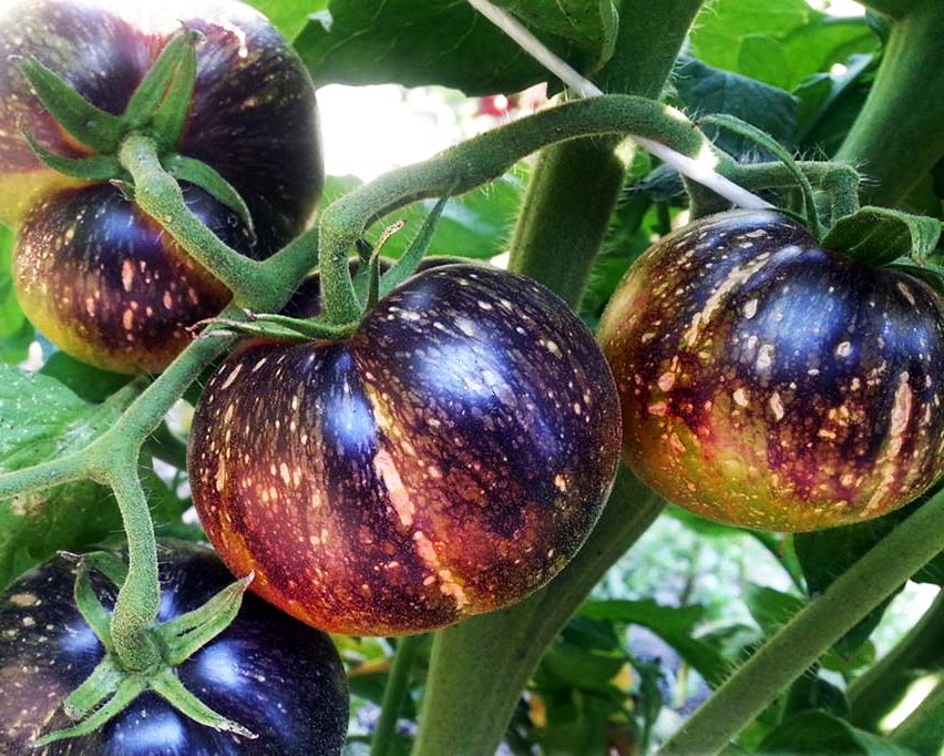 Tomato: Dark Galaxy