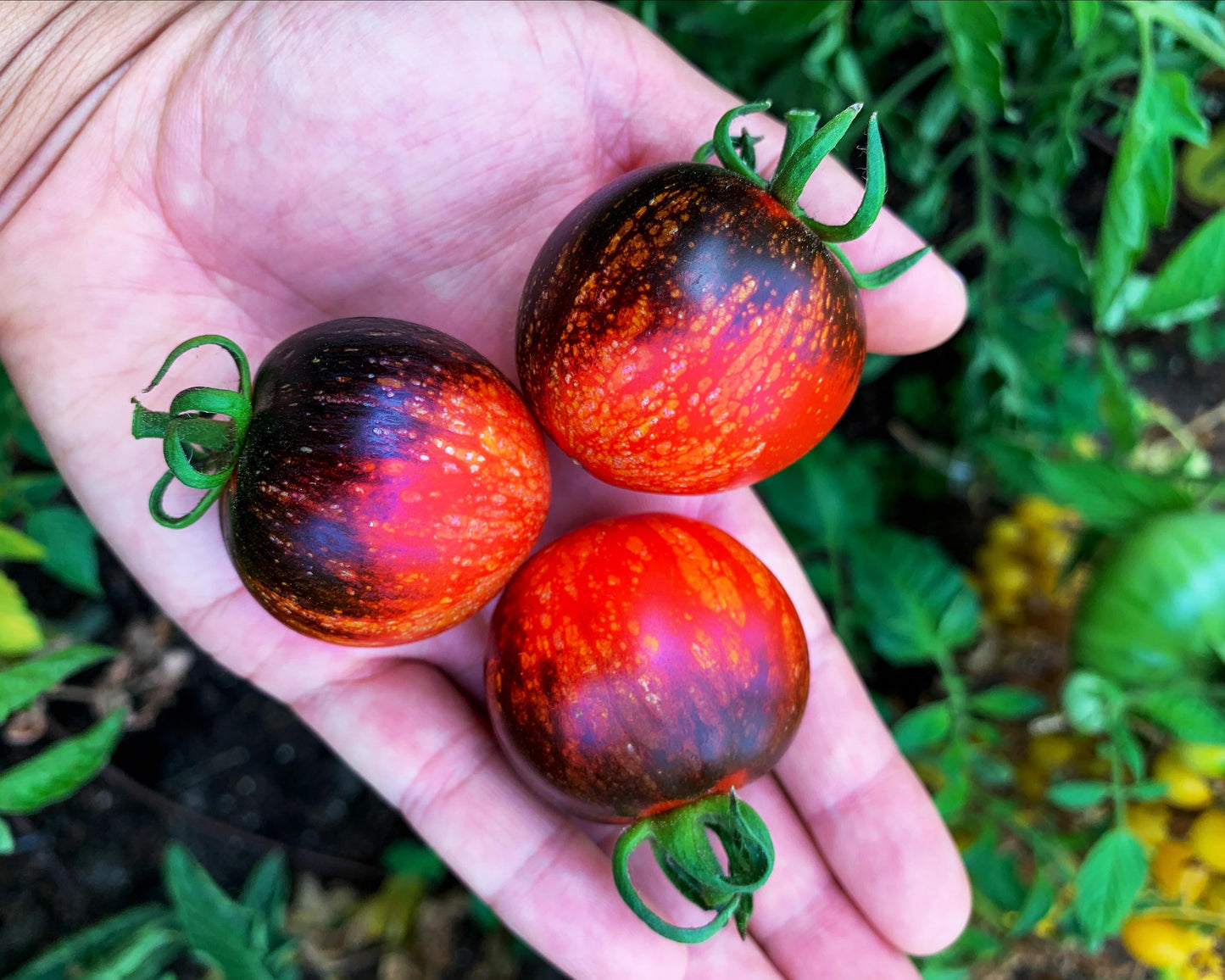 Tomato: Dark Galaxy