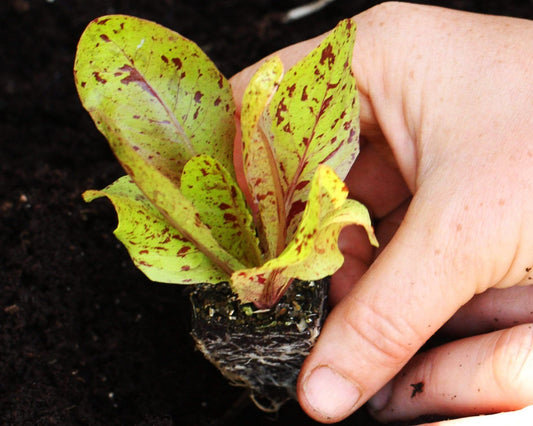 Lettuce: Freckles