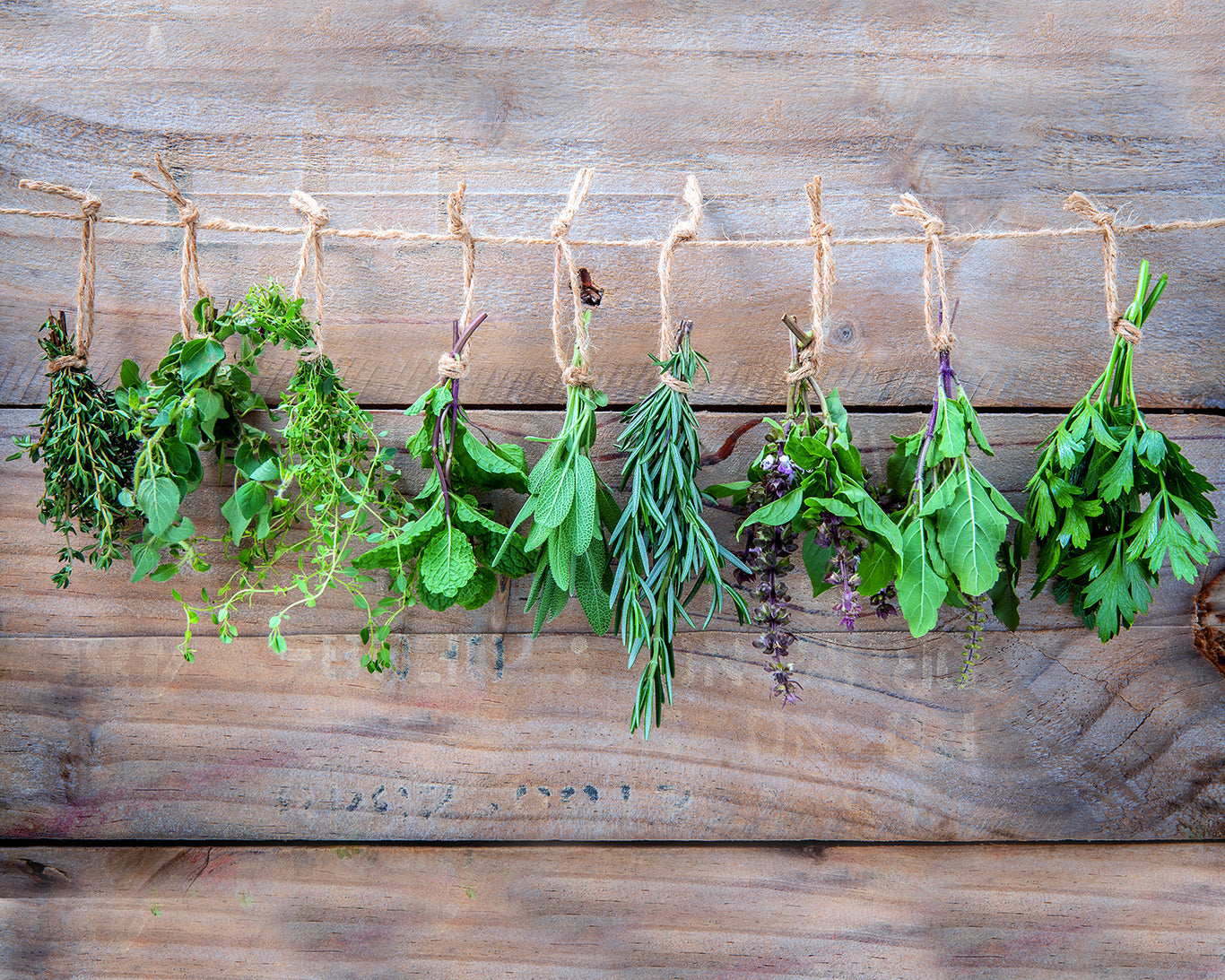 Herb, Basil: Large Leaf Italian