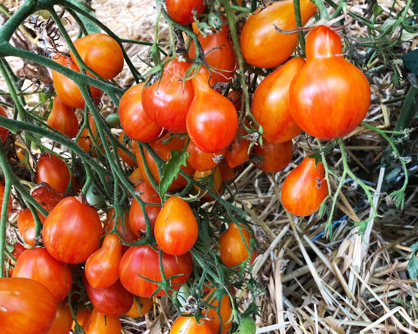 Tomato: Lucfichoise