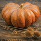Pumpkin: Musque de Provence