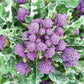 Broccoli: Early Purple