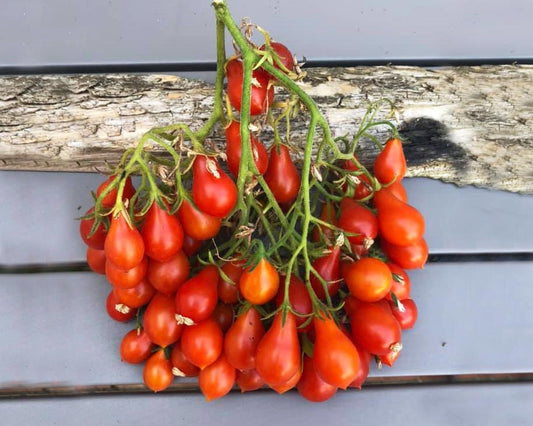 Tomato Seeds: Red Dwarf Romanian Multiflora