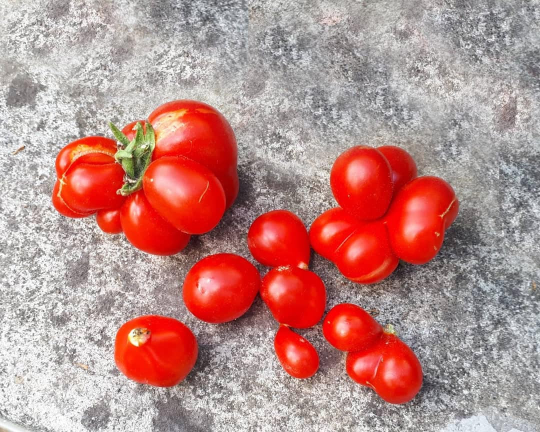 Tomato: Reisetomate