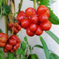 Tomato Seeds: Reisetomate