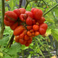 Tomato Seeds: Reisetomate