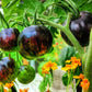 Tomato Seeds: The Mushketeers