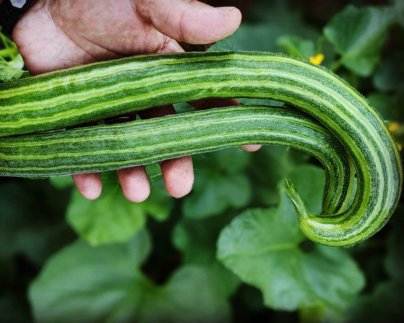 Cucumber: Armenian