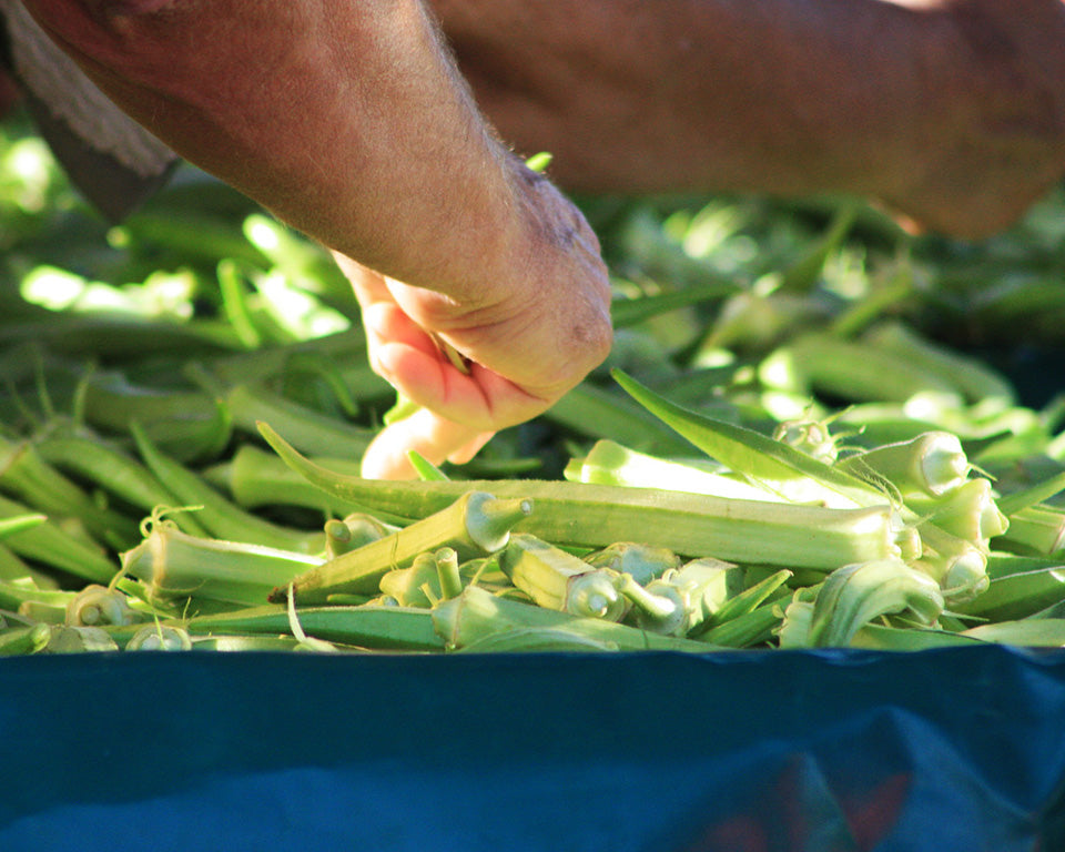 Okra: Blondy