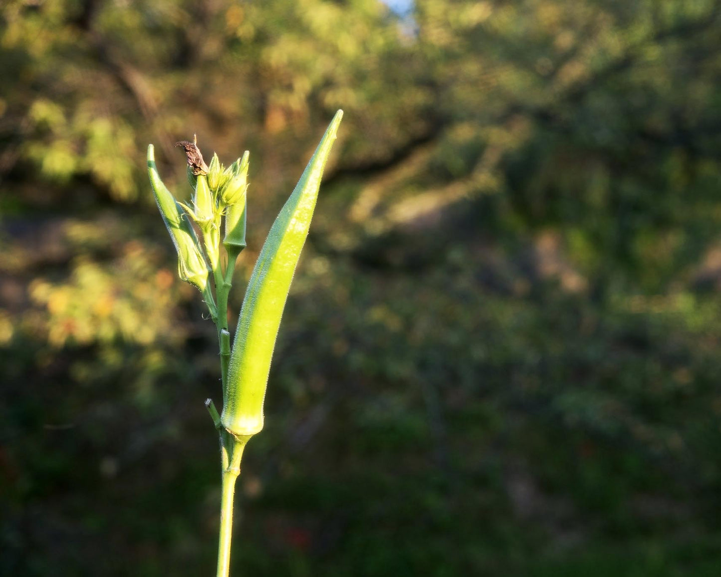 Okra: Blondy