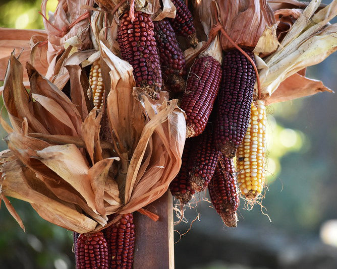 Corn: Bloody Butcher