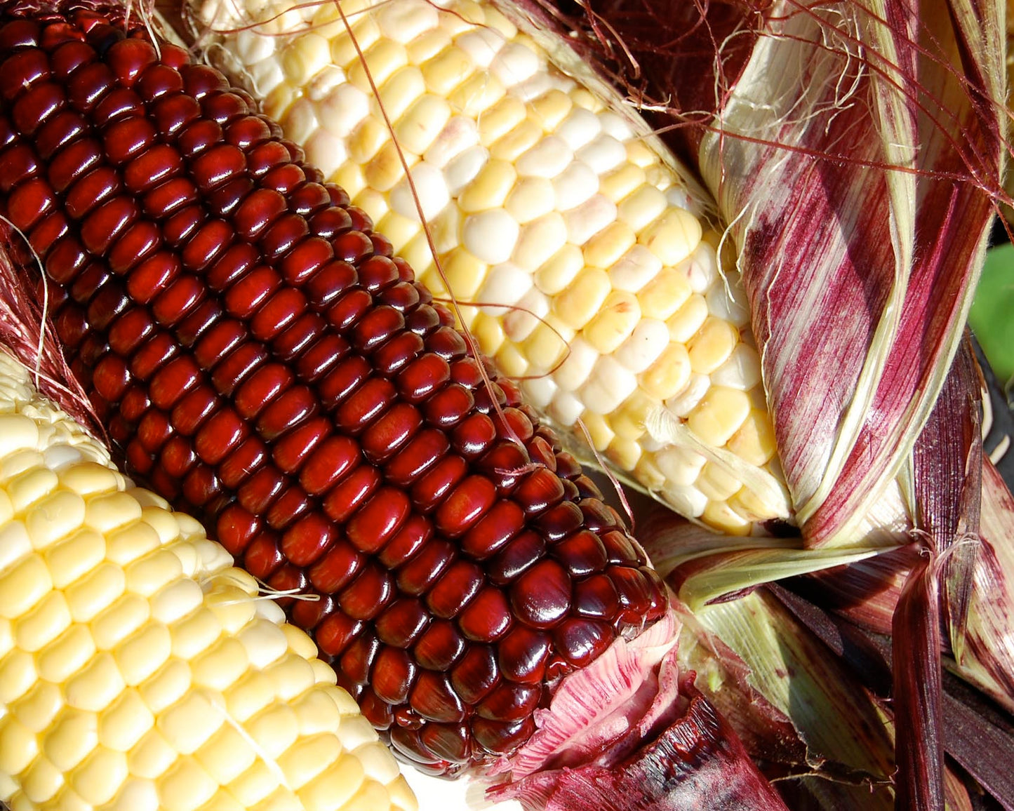 Corn: Bloody Butcher