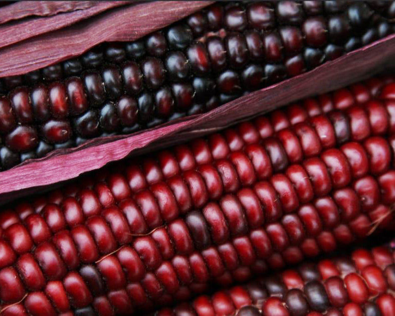 Corn: Bloody Butcher