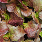Lettuce: Bronze Mignonette