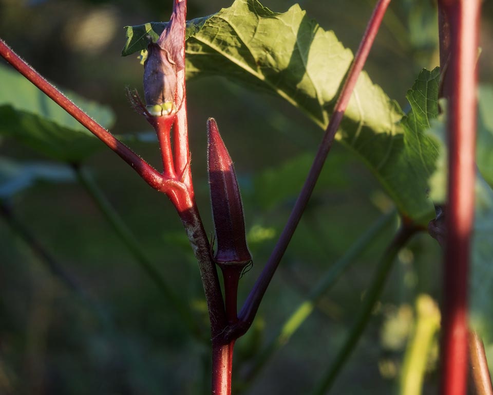 Okra: Red Burgundy