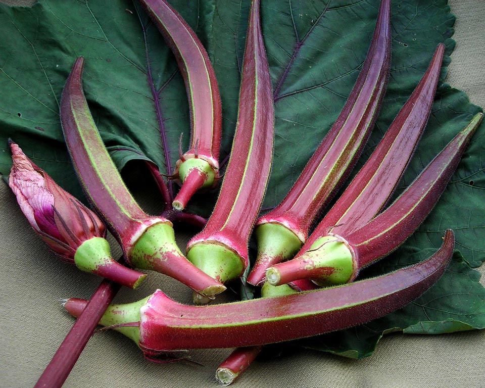 Okra: Red Burgundy