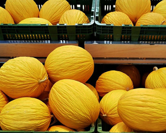 Melon: Golden Beauty Casaba