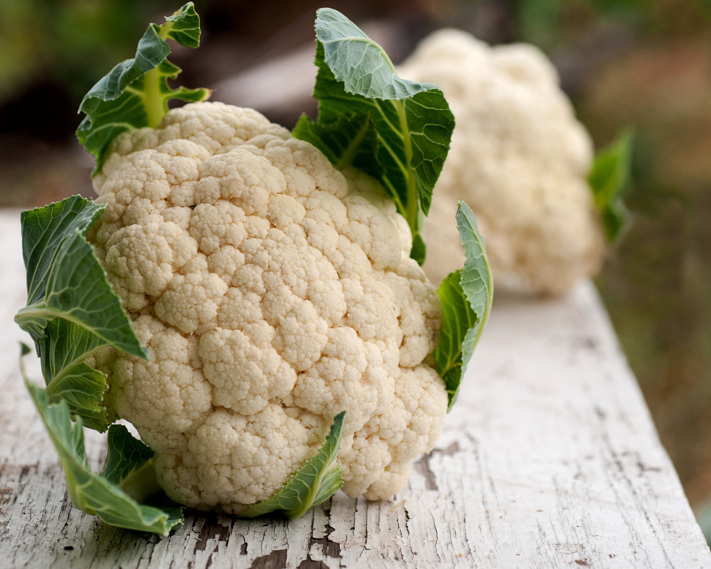 Cauliflower: Snowball