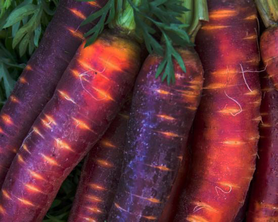 Carrot: Cosmic Purple