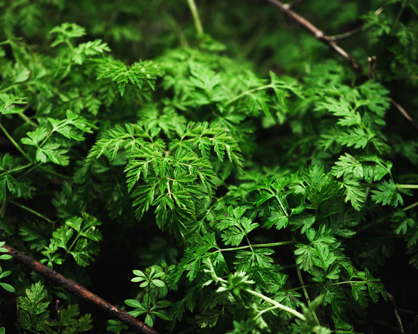 Herb, Parsley: Dark Green