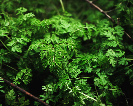 Herb, Parsley: Dark Green