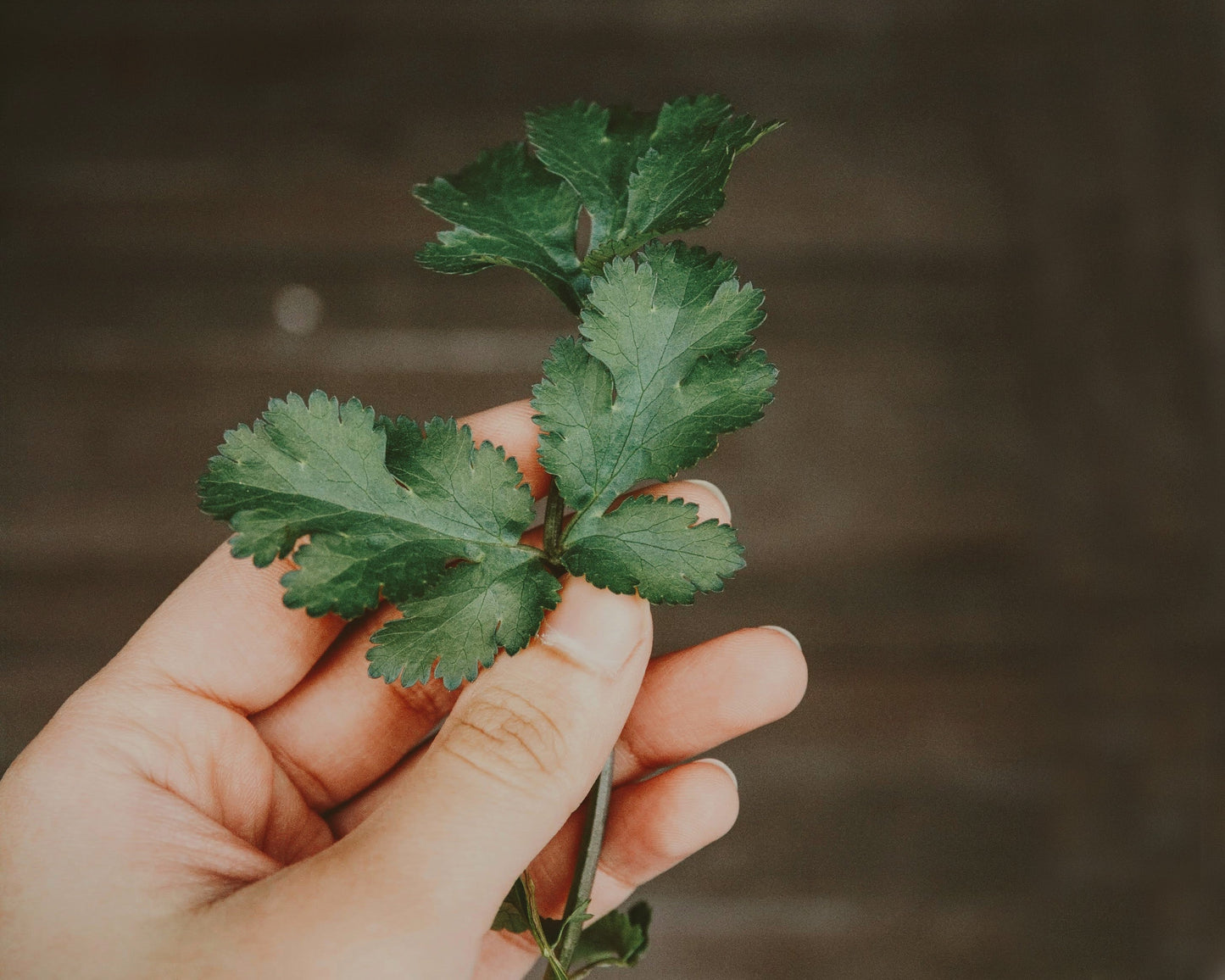 Herb, Parsley: Dark Green