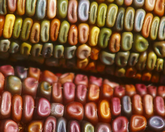 Corn: Earth Tones Dent