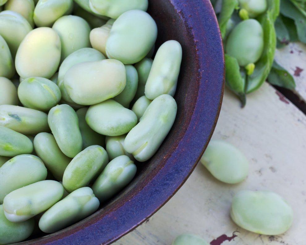 Bean, Lima Fordhook Vintage Seed Co.