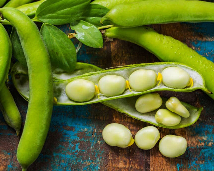 Bean, Lima Fordhook Vintage Seed Co.