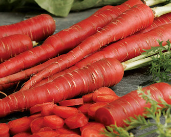 Carrot: Atomic Red
