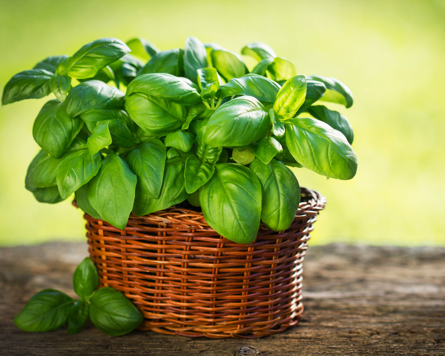 Herb, Basil: Genovese