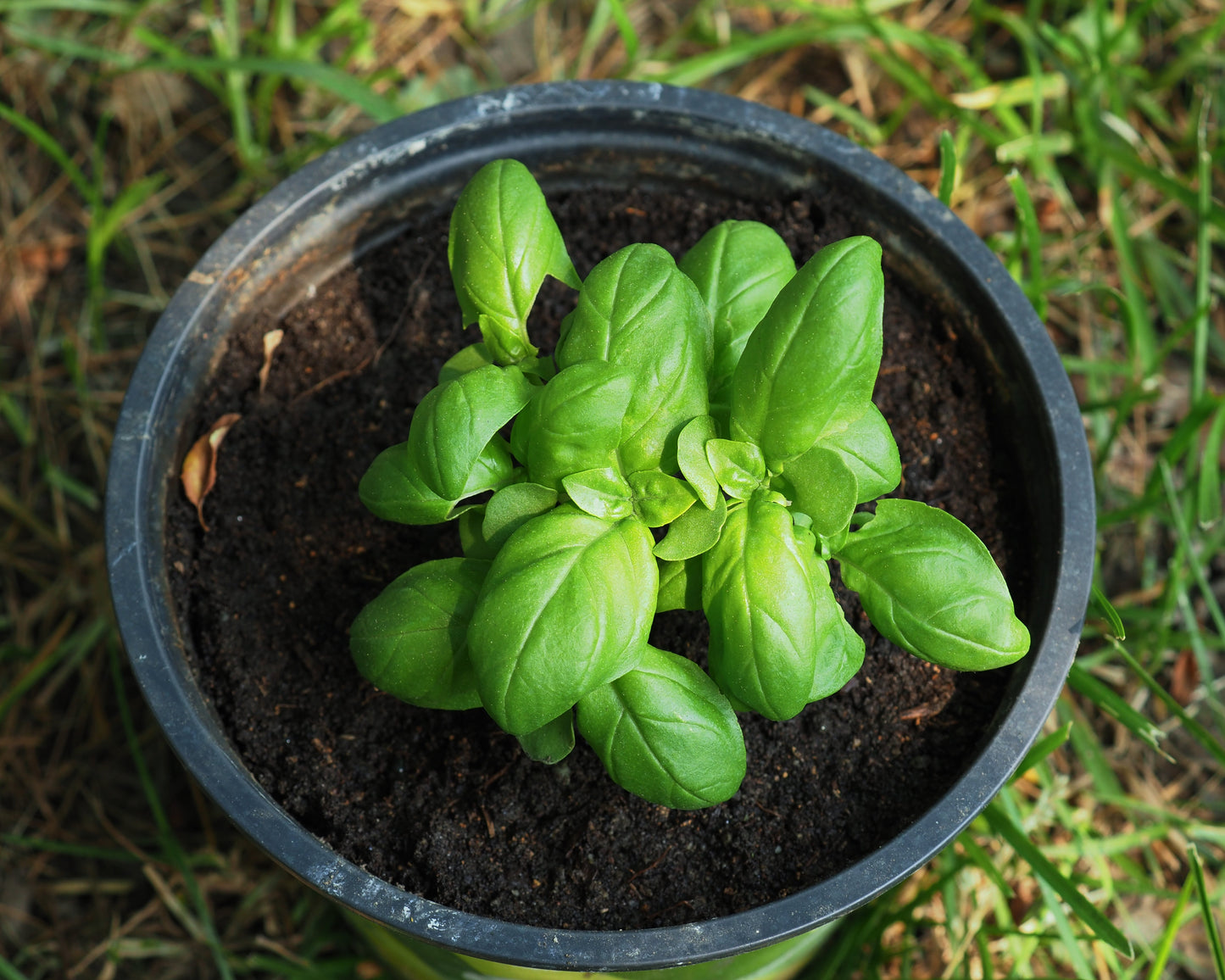 Herb, Basil: Genovese