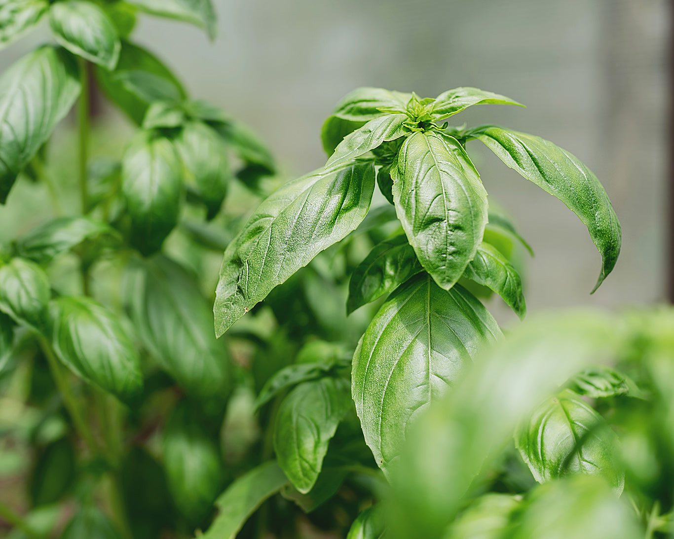 Herb, Basil: Genovese