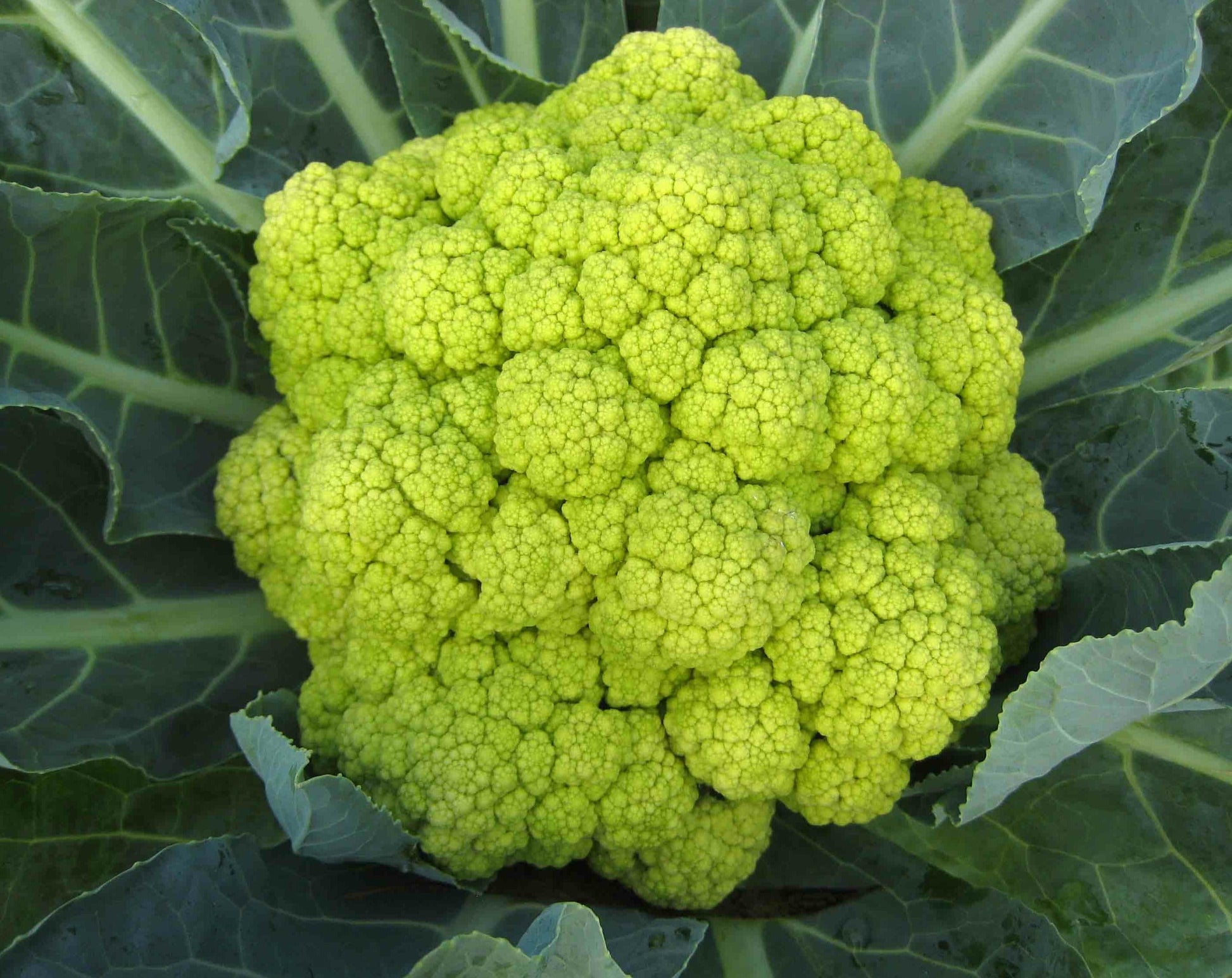 Cauliflower Seeds: Green Macerata (7218255855771)