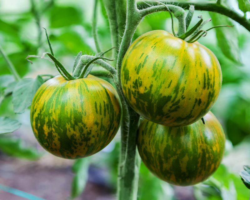 Green Zebra Cherry Tomato