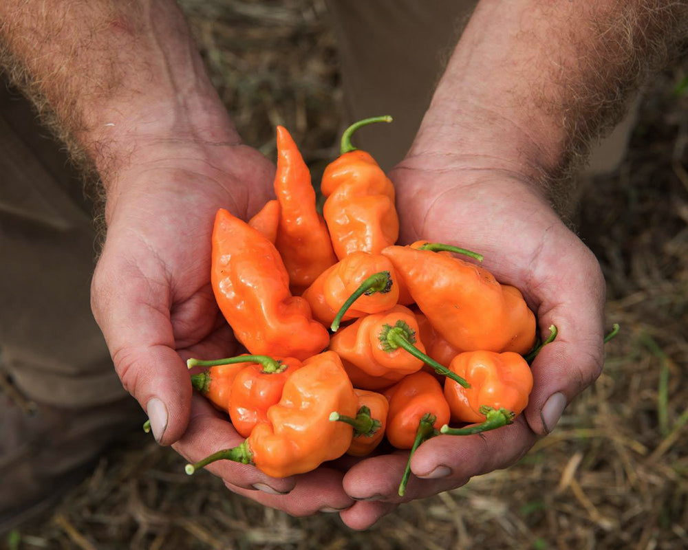 Pepper, Sweet: Habanada