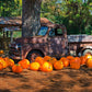 Pumpkin: Halloween