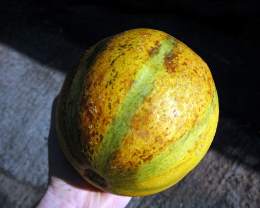 Melon: Ha'Ogen