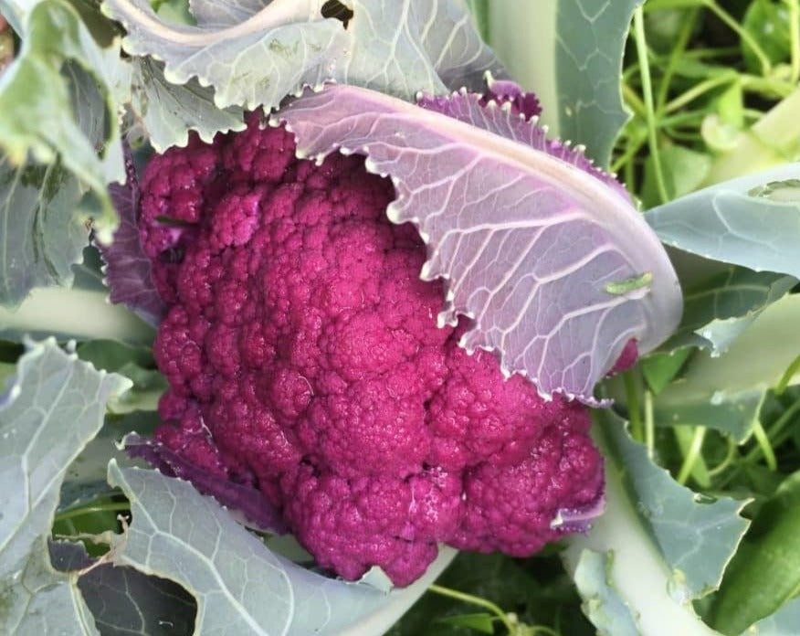 Cauliflower: Graffiti Purple (5995894702235) (6091183554715)